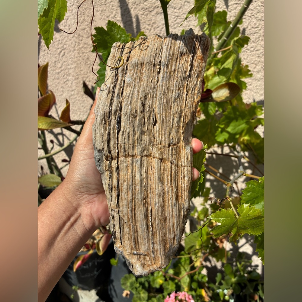 Large Rare Petrified Wood W Agate Veins Specimen Rough 4.4 Lbs